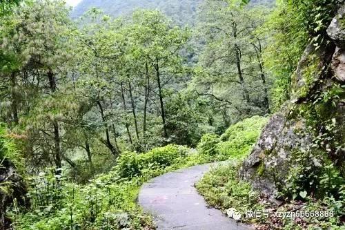 虫虫助手下载